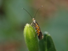 Neoheliodines arizonense