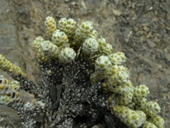 Helichrysum coralloides