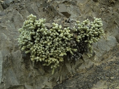 Helichrysum coralloides