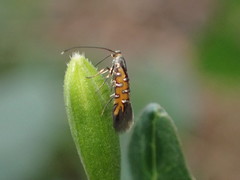 Neoheliodines arizonense