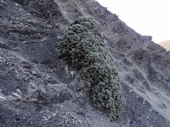 Helichrysum coralloides