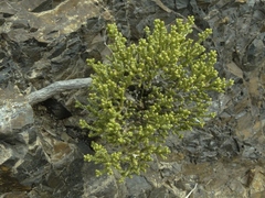 Helichrysum parvifolium