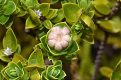 Pimelea gnidia
