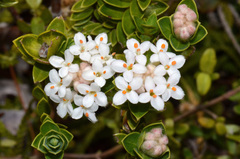 Pimelea gnidia
