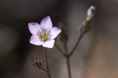 Image of Saltugilia australis by (c) Madeleine Claire, some rights reserved (CC BY)