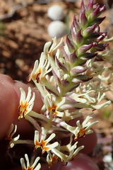 Hebenstretia robusta