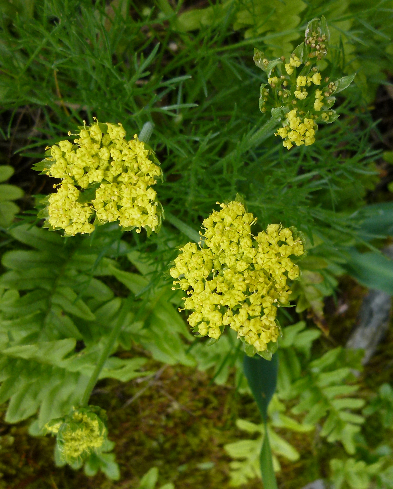 Lomatium caruifolium var. caruifolium