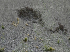 Muehlenbeckia ephedroides