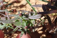 Hebenstretia robusta