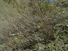 Muehlenbeckia ephedroides