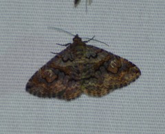 Toxonprucha repentis