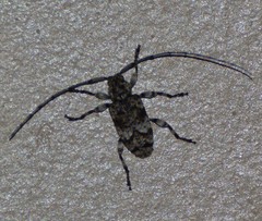 Sternidius punctatus