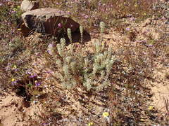 Hebenstretia robusta