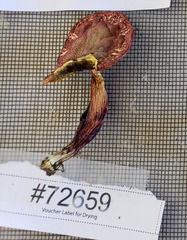 Xerocomellus salicicola