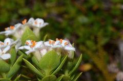 Pimelea gnidia