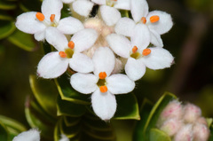 Pimelea gnidia