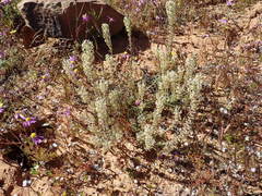 Hebenstretia robusta