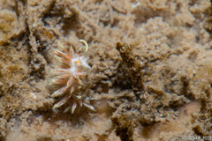 Cratena lineata