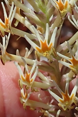 Hebenstretia robusta