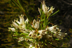 Stylapterus ericifolius