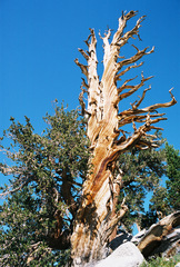 Pinus balfouriana