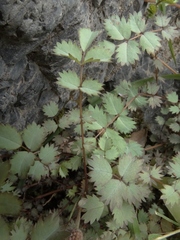 Acaena dumicola