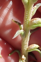 Hebenstretia robusta