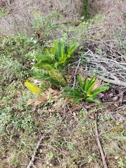 Cycas revoluta