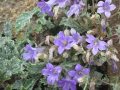 Campanula topaliana