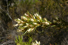 Stylapterus ericifolius