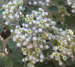 Salpianthus arenarius