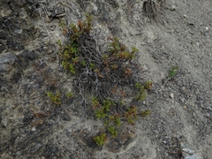 Acaena glabra