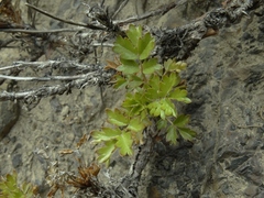 Acaena glabra