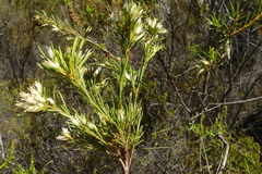 Stylapterus ericifolius