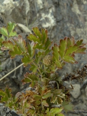 Acaena glabra