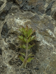 Acaena glabra