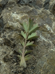 Acaena glabra