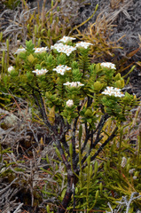 Pimelea gnidia