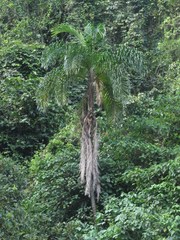 Bactris gasipaes chichagui