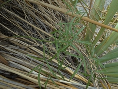 Anisotome filifolia