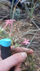 Ipomopsis aggregata collina