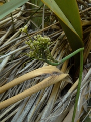 Anisotome filifolia