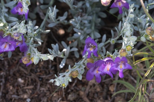 Image of Penstemon californicus by (c) Madeleine Claire, some rights reserved (CC BY)