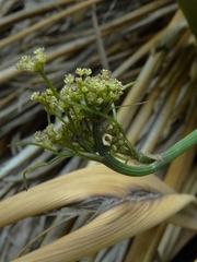 Anisotome filifolia