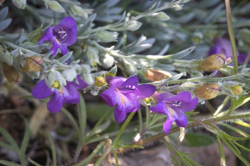 Image of Penstemon californicus by (c) Madeleine Claire, some rights reserved (CC BY)