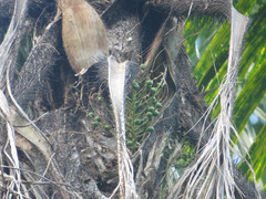 Bactris gasipaes chichagui