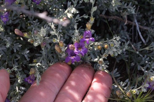 Image of Penstemon californicus by (c) Madeleine Claire, some rights reserved (CC BY)