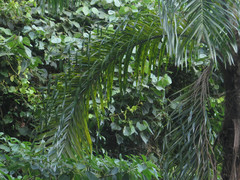 Bactris gasipaes chichagui