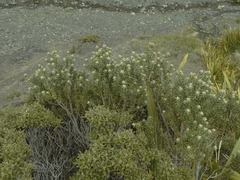 Olearia cymbifolia