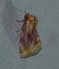 Chamaeclea basiochrea